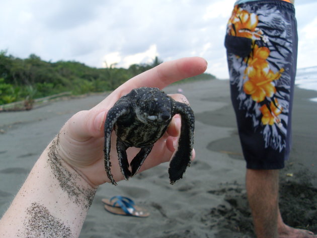 Baby Leatherback