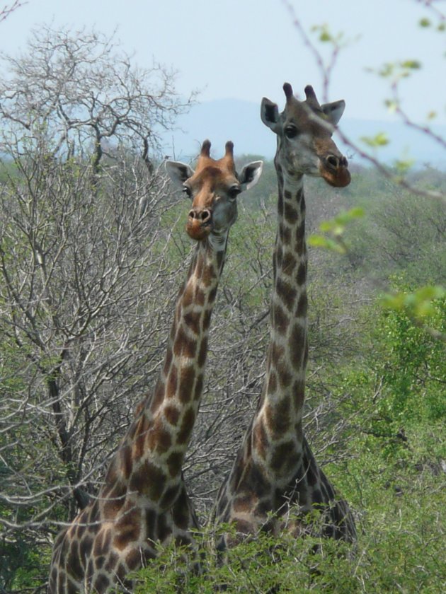 Giraffen in het Hluhluwe-Umfolozi Park