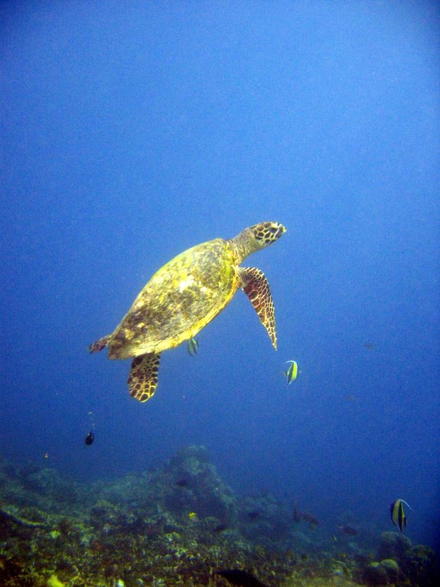 Schildpad komt omhoog voor lucht