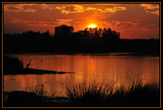 Silhouet van een reiger