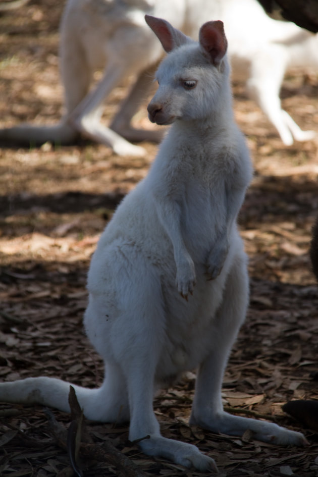 Albino Kangoeroe