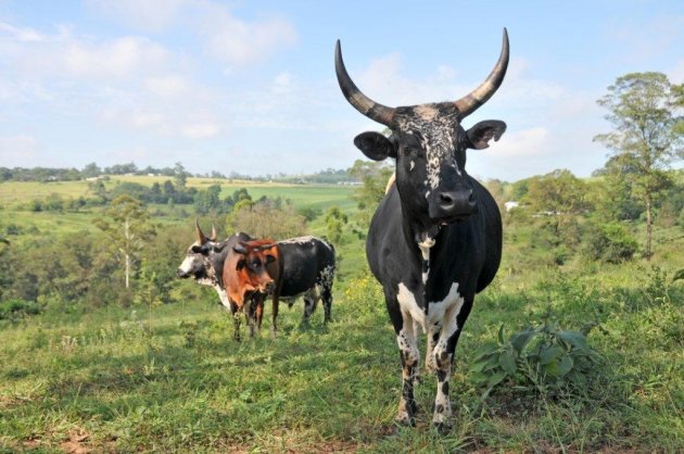 Nguni koe in Zululand