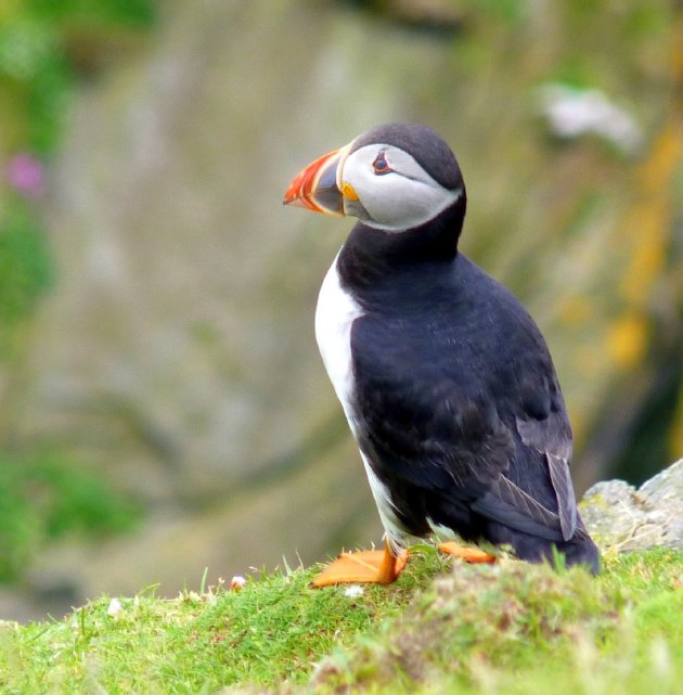 Nog een: zo'n leuke vogel