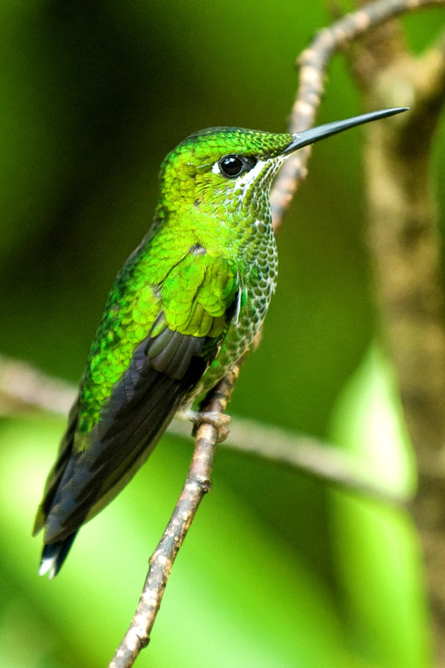 Green-crowned brilliant