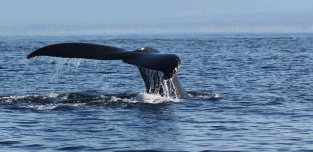 humpback whale