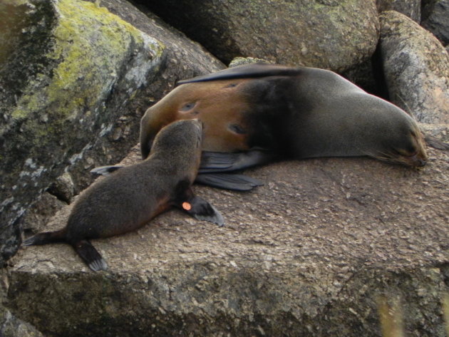 Baby zeehond drinkt bij moeder