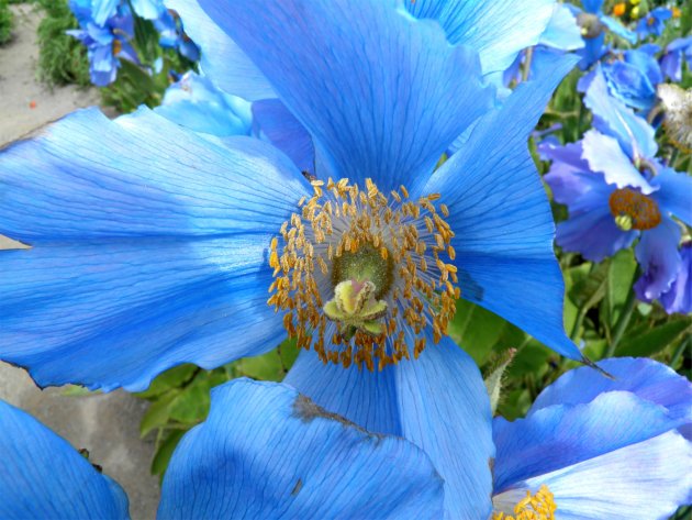 botanische tuin; Akureyri