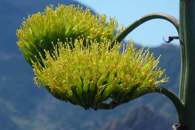 bloem Agave