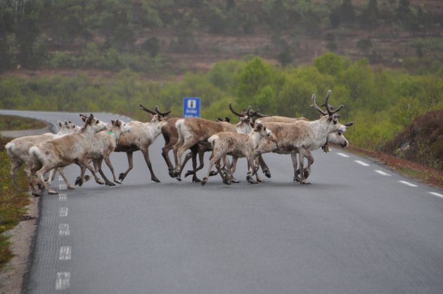 rendieren als schapen op de Vesteralen