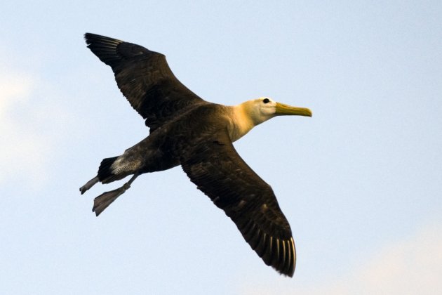 Galapagos albatros