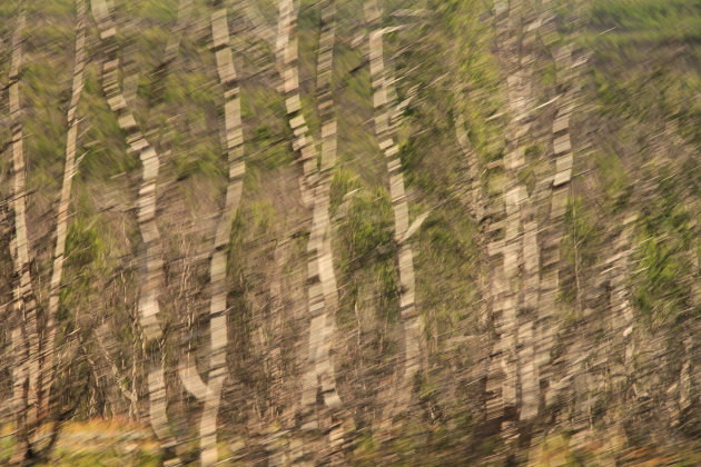 Gokje, deze foto...berkenbomen