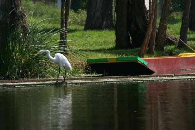 Reiger wil meevaren