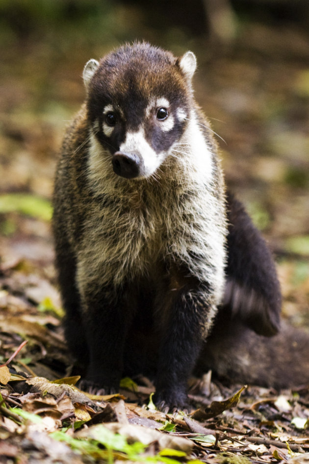 Coati