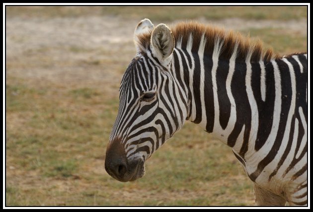 Zebra