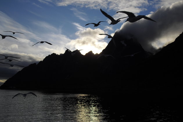 Zeemeeuwen op de Lofoten