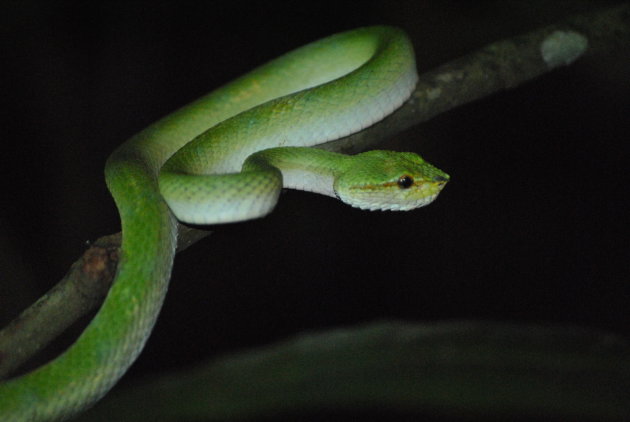 Groene groefkopadder in Bako N.P.