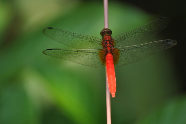 Rode libelle in Mulu N.P.