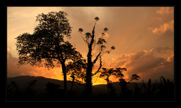 Sunset Sabah Tea