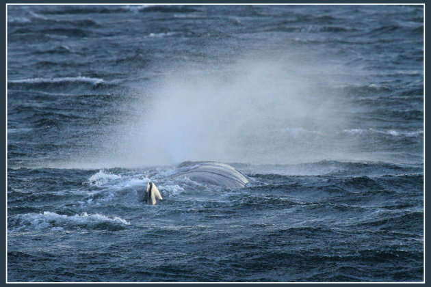 Spuitende walvis