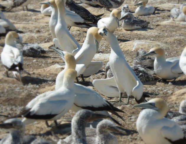 Gannet Colony