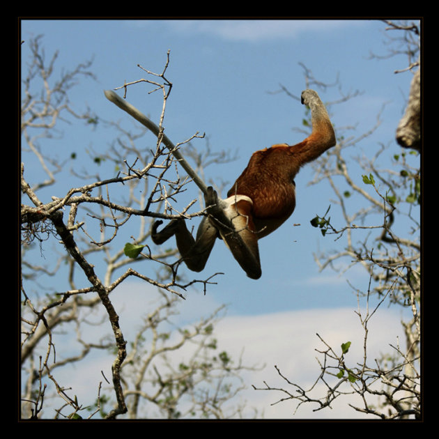 jumping monkey