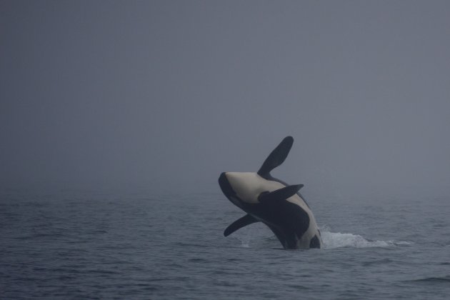 jumping orca