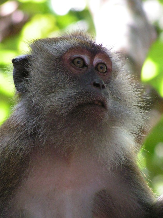 Aapje, Borneo