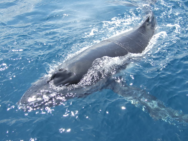 Babywalvis van een week oud komt even buurten bij de boot