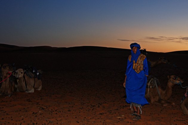 Camels awakening in Erg Chebbi