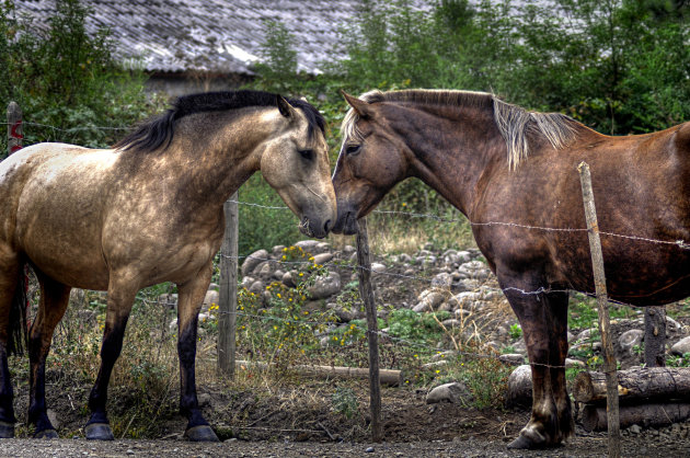 Paarden op de Campo