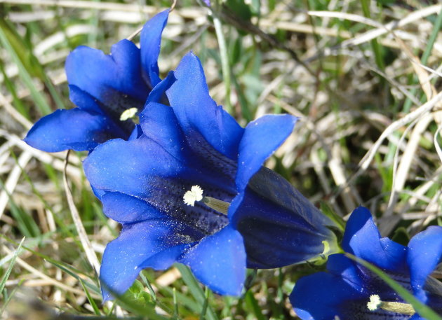 Blau blüht die Enzian