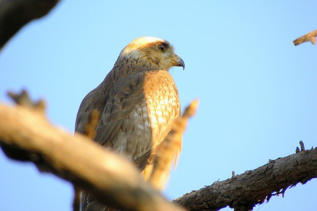 Arendbuizerd ?