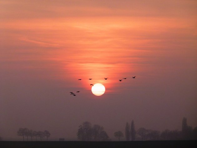 Ganzen bij de zonsondergang - Punt van Reide Gn.