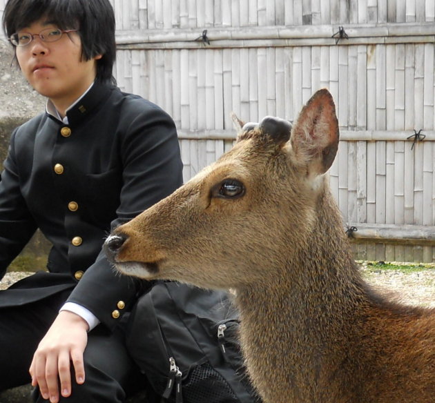 Itsukushima hert