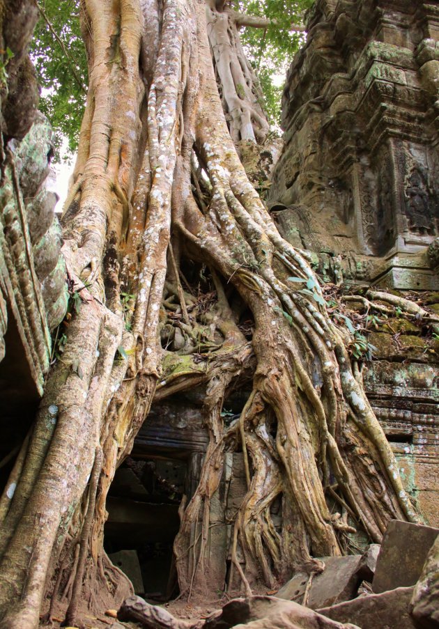 Jungle Tempel - Ta Phrom