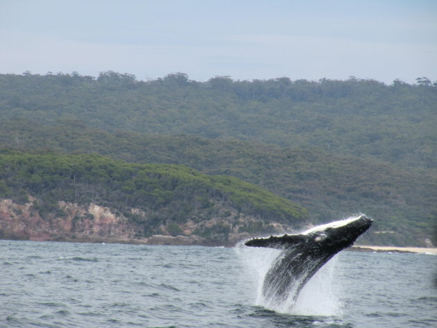 Breaching Whale!