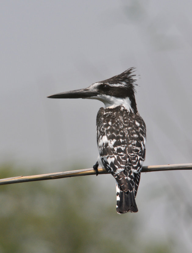 Bird in Paradise (Snowy White)