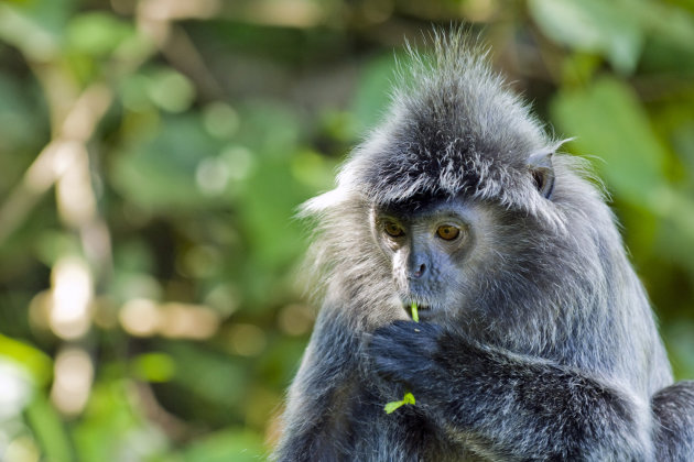 Silver Leaf Monkey