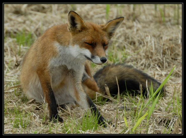 Foxy Lady (Jimi Hendrix)