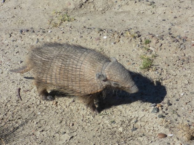 Gordeldiertje op Peninsula Valdes