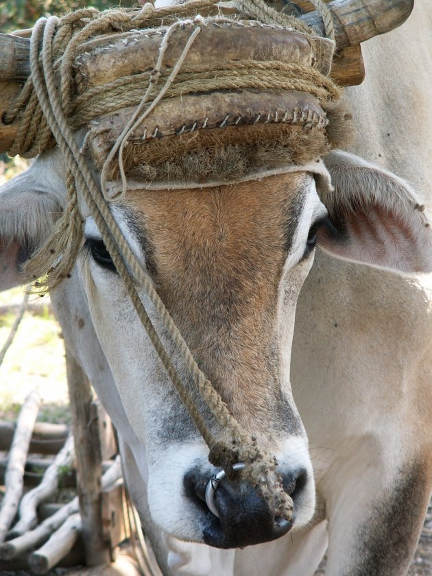 Vaca Cubana