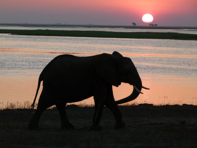 The Elephant Song (Kamahl)