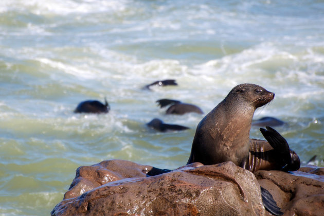 Zeehond