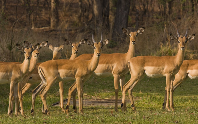 Impala's 