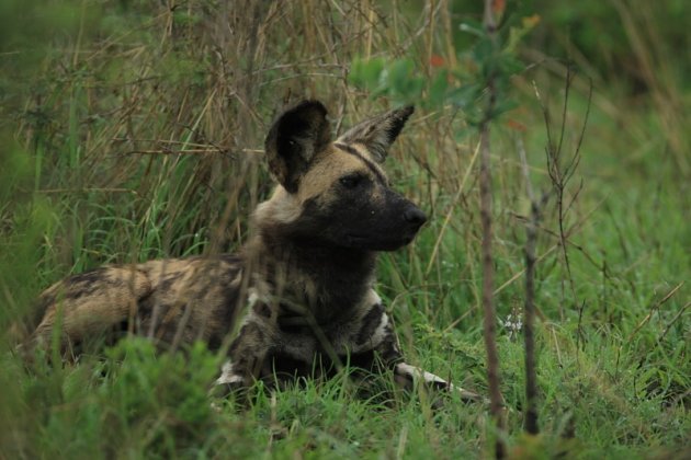 The African Wild Dog / Afrikaanse wilde hond