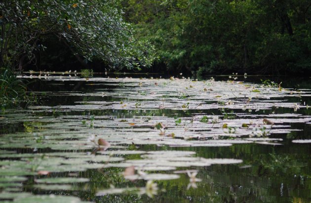 Zelfs in het water zie ik groen