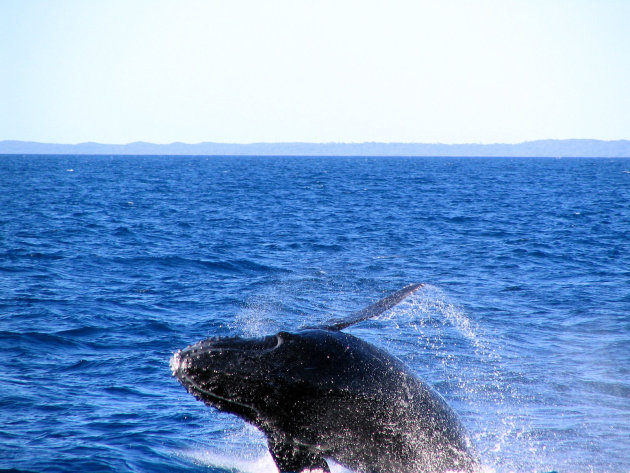 Walvis gespot in Australie bij Byron Bay