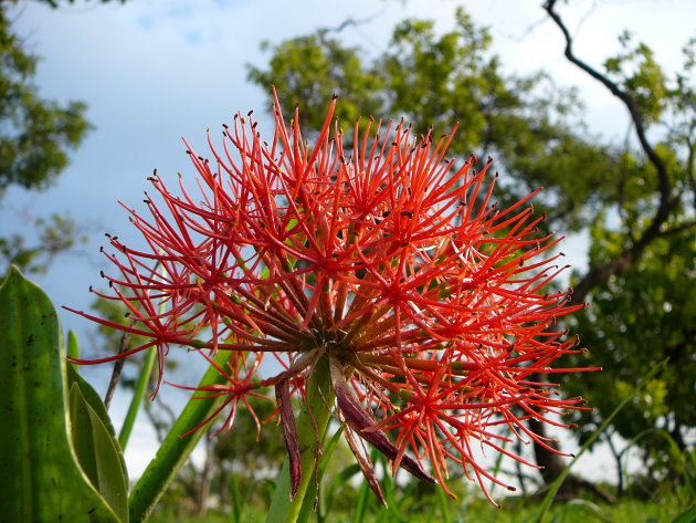 Schitterende rode bloem