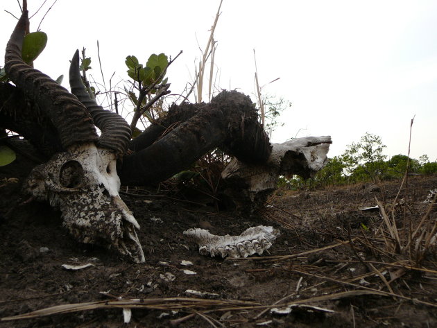 Antilope beenderen in de bush