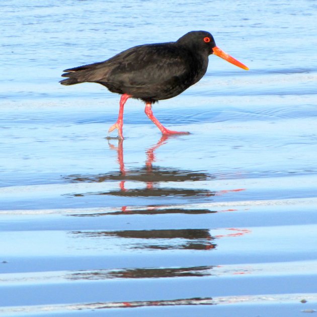 NZ Variable Oystercatcher